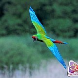 Vôo