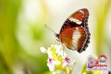Borboleta