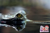 Crocodilo